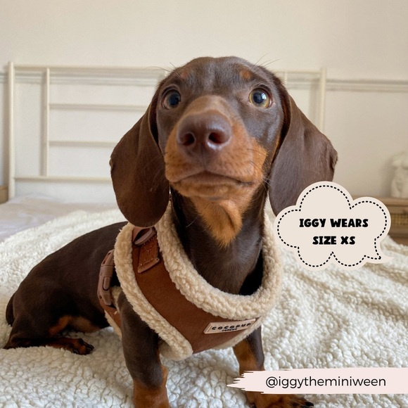 CocoPup Brown Aviator Adjustable Neck Harness - Picture 8 of 8